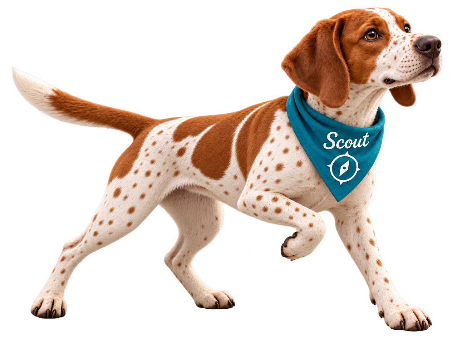 Scout the pointer dog, your visibility guide